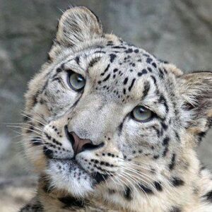 Snow Leopard (Adopt-a-Critter)