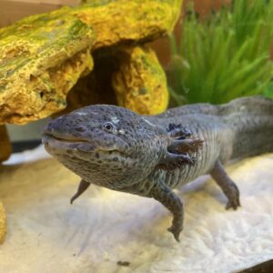 The Axolotl (Adopt-a-Critter)